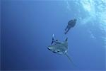 Requin bleu (Prionace glauca) dans les Açores, la Portugal, l'Atlantique, l'Europe
