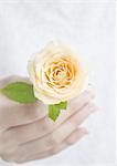 Hand holding a orange rose