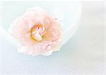 Pink rose