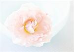 Pink rose