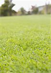 Lawn