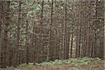 Evergreen Tree Trunks in Forest, Newmarket, Ontario, Canada