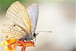 A brown butterfly resting on an orange flower on a hot day