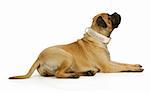 big dog - bull mastiff laying down looking up on white background