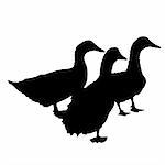 Three silhouette of  beautiful  ducks , vector illustration