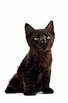 Black kitten on a white background