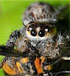 A hairy spider having an orange moth as its lunch