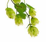 Hop plant branch isolated on white background. Material for beer production.