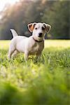 puppy jack russell standing on grass in park and looking at camera with attention. Full length, copy space