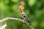 beautiful eurasian hoopoe (Upupa epops) possing on branch