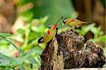 beautiful male and female silver-eared mesia (Leiothrix argentauris) in Thai forest
