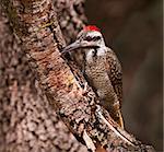 Bearded woodpecker sitting on a branch looking for insects