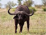 Buffalo bull with huge horns standing on grass plain