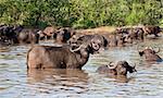 Buffalo herd resting in waterhole resting drinking swimming