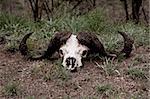 Buffalo horns lying on the ground in grass desaturated