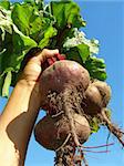 some fresh beetroots in farmer hand