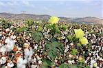 Cotton fields white with ripe cotton ready for harvesting