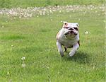 dog running - english bulldog running in the grass