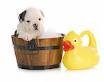 puppy bath time - english bulldog puppy in wooden wash basin with soap suds and rubber duck