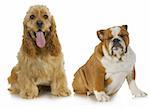 two dogs - american cocker spaniel and english bulldog sitting beside each other on white background