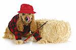 hunting dog - cocker spaniel wearing plaid shirt and red hat with rifle sitting beside bale of straw