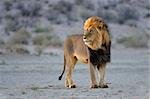 Big male African lion (Panthera leo), in late afternoon light, Kalahari desert, South Africa