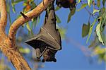 Black flying-fox (Pteropus alecto) hanging in a tree, Kakadu National Park, Northern territory, Australia