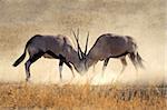 Two male gemsbok antelopes (Oryx gazella) fighting for territory, Kalahari desert, South Africa