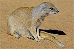 Yellow mongoose (Cynictus penicillata), Kalahari desert, South Africa