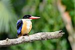 beautiful Black-capped Kingfisher (Halcyon pileata) possing on branch