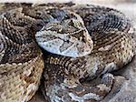 Close-up of a puff adder (Bitis arietans) snake ready to strike