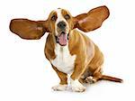 happy dog - basset hound with