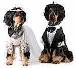 dog bride and groom - english cocker spaniels dressed up in bride and groom costumes with wigs on white background