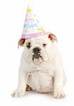 birthday dog - english bulldog wearing birthday hat on white background