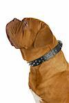 dogue de bordeaux wearing spiked collar isolated on white background