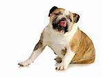 funny dog licking - english bulldog making funny face with tongue out on white background