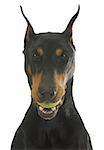 dog with ball - doberman pinscher with tennis ball in mouth isolated on white background
