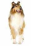 rough collie standing isolated on white background - 2 years old