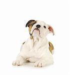 cute puppy - english bulldog puppy laying down looking up on white background