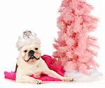 princess dog - english bulldog dressed up like a princess laying beside a pink tree