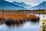 Long Grass in Vermilion Lakes with Mountain Range in Background, near Banff, Banff National Park, Alberta, Canada