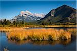 Long Grass Growing in Vermilion Lakes with Mount Rundle and Sulphur Mountain, near Banff, Banff National Park, Alberta, Canada