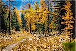 Rock Isle Trail Through Autumn Larch, Sunshine Meadows, Mount Assiniboine Provincial Park, British Columbia, Canada