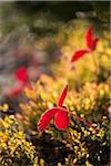 Close-Up of Red Plant and Autumn Vegetation, Rock Isle Trail, Sunshine Meadows, Mount Assiniboine Provincial Park, British Columbia, Canada