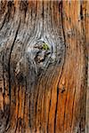 Close-Up of Tree Trunk, Rock Isle Trail, Sunshine Meadows, Mount Assiniboine Provincial Park, British Columbia, Canada