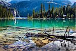 Fallen Trees and Rocky Shoreline at Lake O'Hara, Yoho National Park, British Columbia, Canada