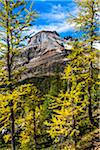 Mountain and Autumn Larch, Lake McArthur Trail, Yoho National Park, British Columbia, Canada