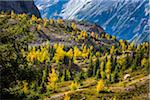 Overview of Autumn Larch, Lake McArthur Trail, Yoho National Park, British Columbia, Canada