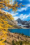 Autumn Larch at McArthur Lake, Yoho National Park, British Columbia, Canada