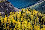 Overview of Autumn Larch along Lake McArthur Trail, Yoho National Park, British Columbia, Canada